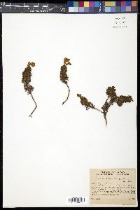 Phyllodoce aleutica image