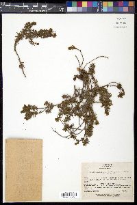 Phyllodoce aleutica image