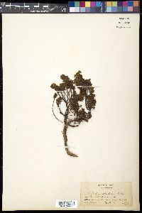 Phyllodoce aleutica image