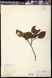 Lyonia villosa image