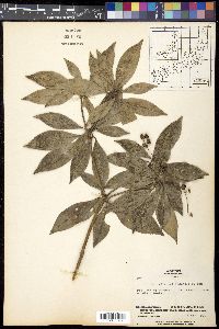Pieris japonica image