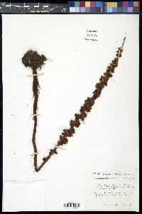 Pterospora andromedea image