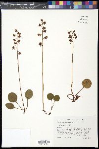 Pyrola asarifolia image