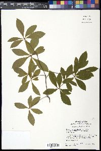 Rhododendron nudiflorum image