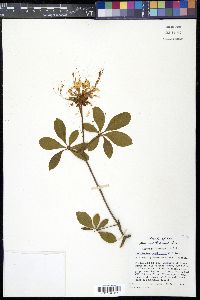 Rhododendron periclymenoides image
