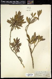 Rhododendron formosum image