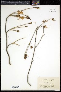 Rhododendron dilatatum image