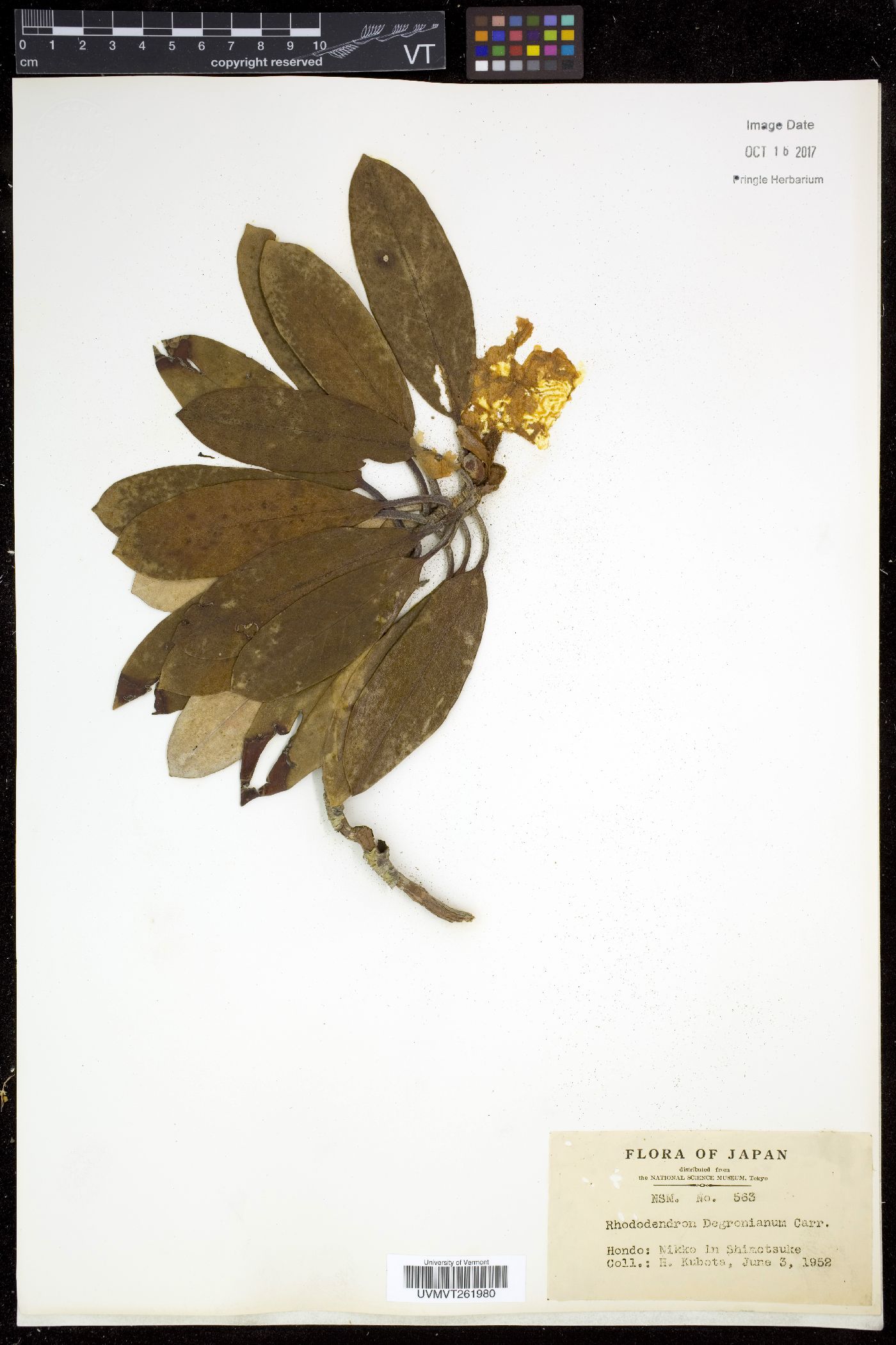 Rhododendron degronianum image