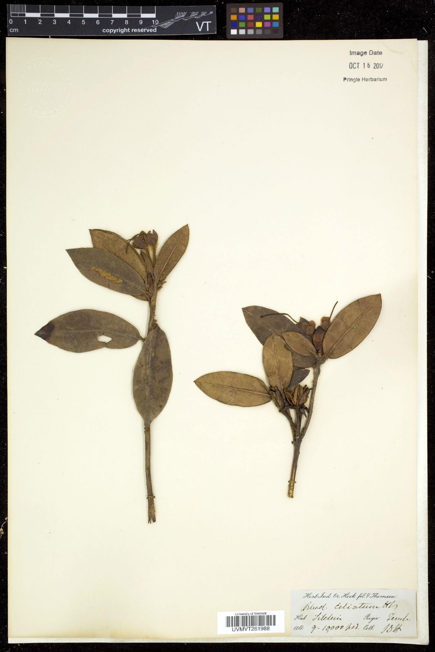 Rhododendron ciliatum image