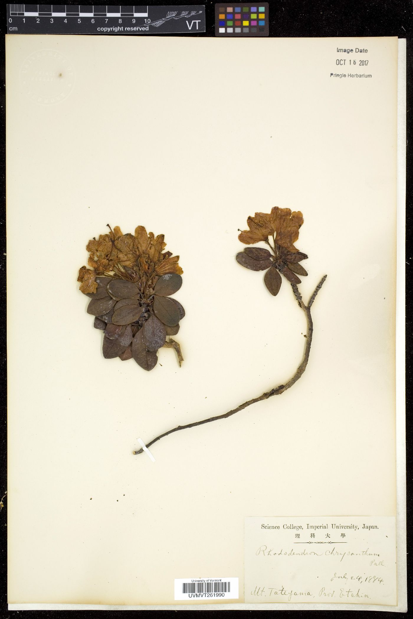 Rhododendron aureum image