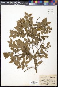 Vaccinium japonicum image