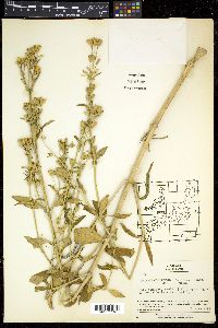 Silene firma image