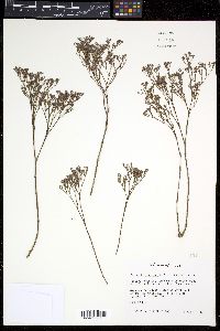 Paronychia jamesii image