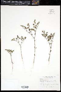 Paronychia drummondii image