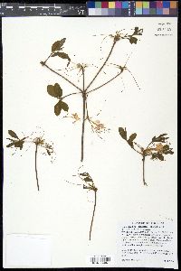 Rhododendron canescens image