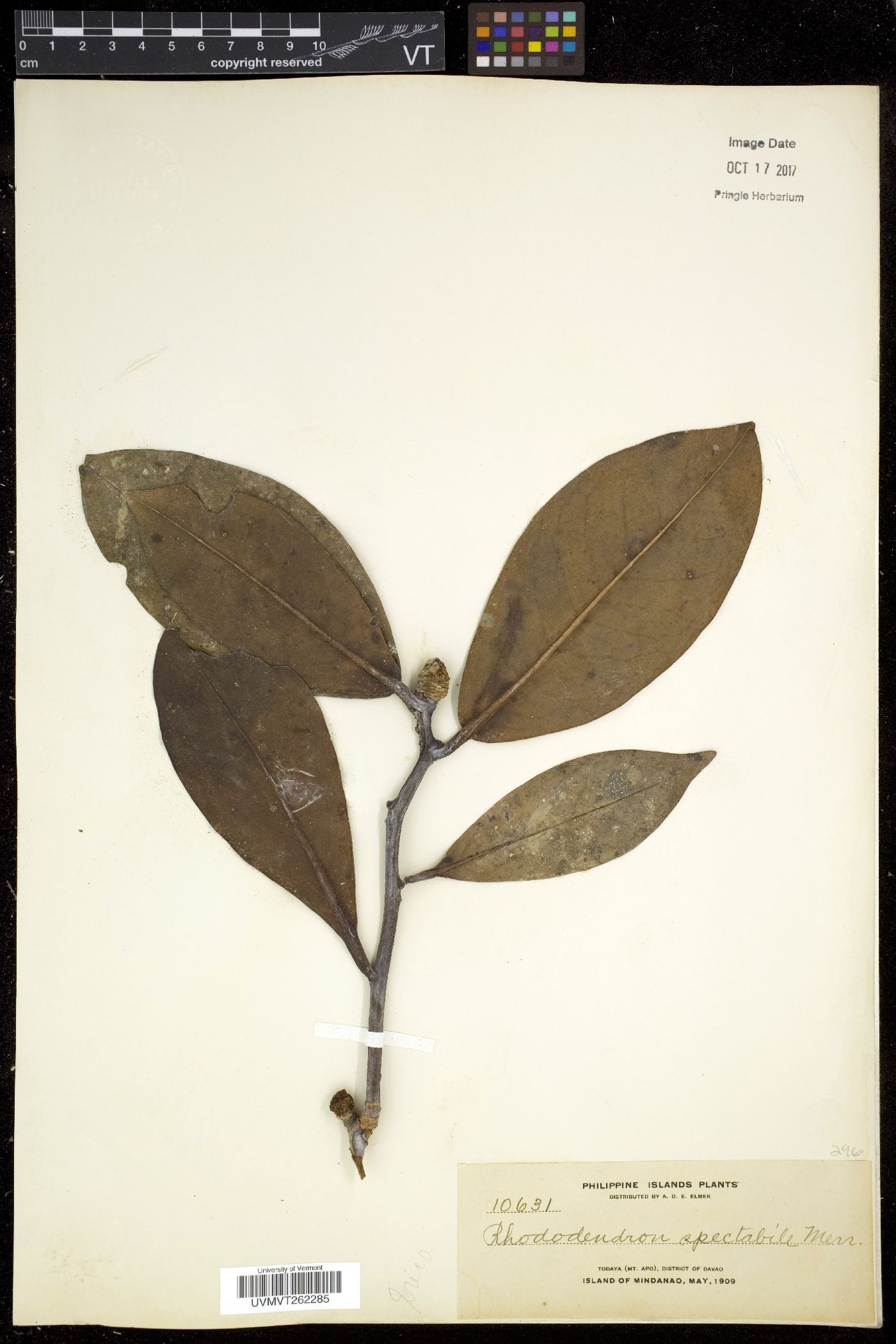 Rhododendron javanicum subsp. schadenbergii image