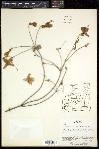 Rhododendron reticulatum image
