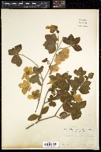 Rhododendron quinquefolium image