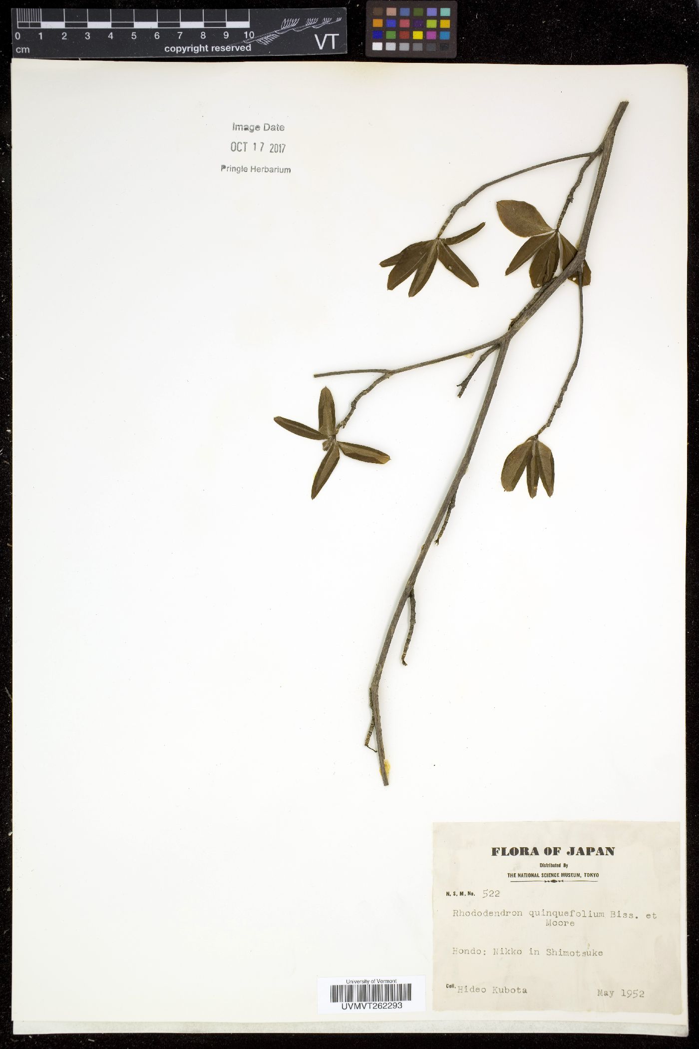 Rhododendron quinquefolium image