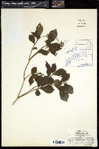 Elliottia paniculata image
