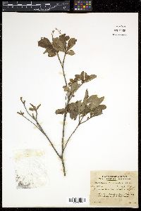 Elliottia paniculata image