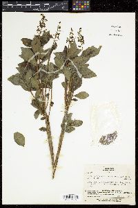 Elliottia paniculata image
