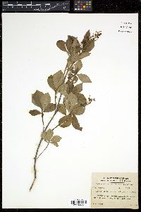 Elliottia paniculata image