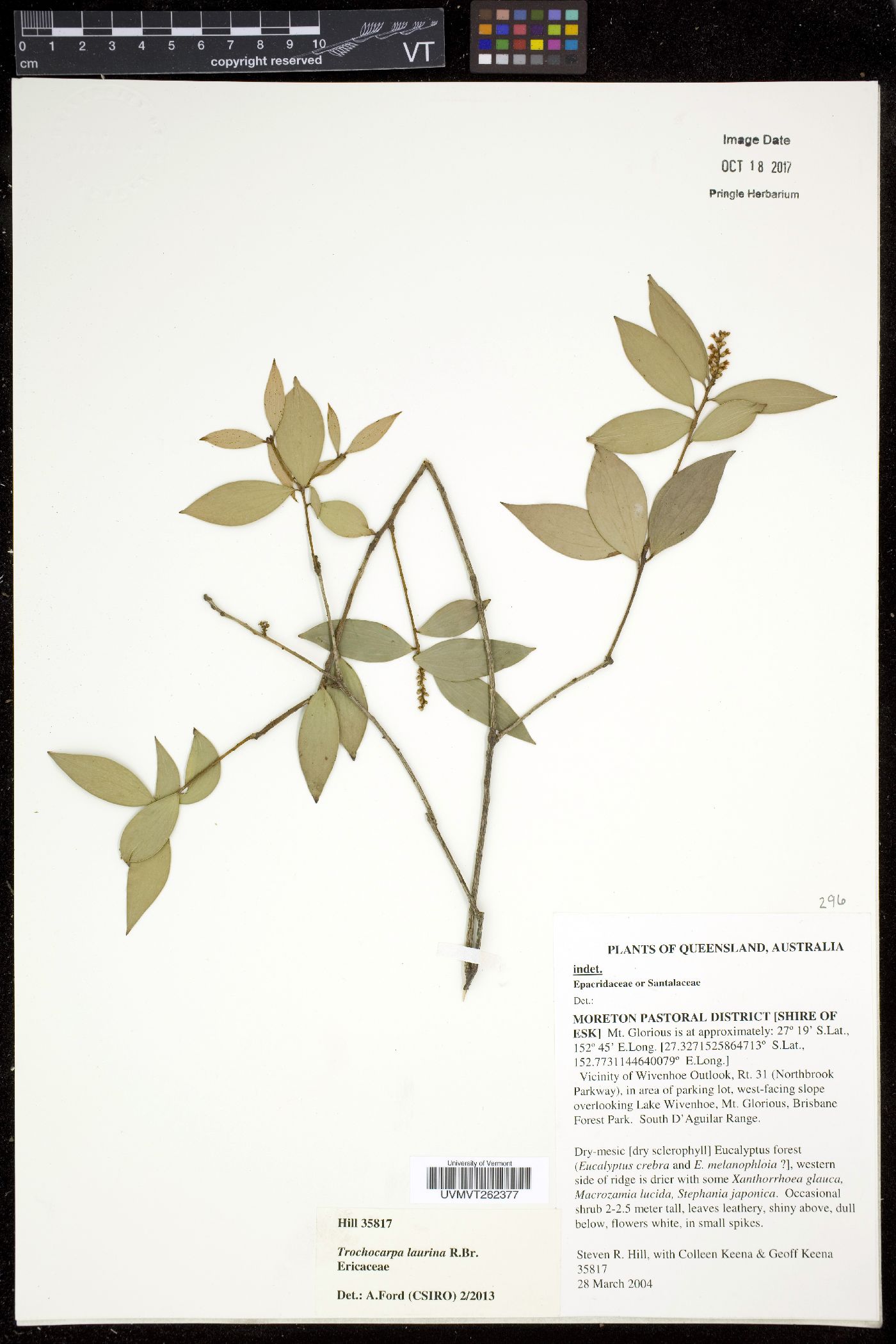 Trochocarpa laurina image