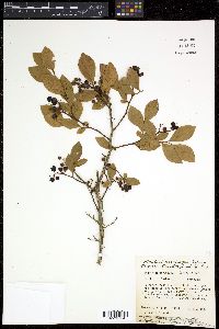 Vaccinium atrococcum image