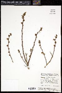 Vaccinium atrococcum image