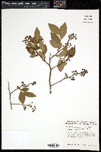 Vaccinium atrococcum image