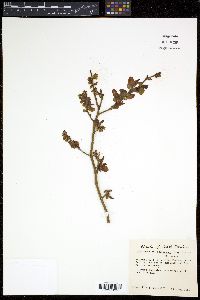 Vaccinium atrococcum image