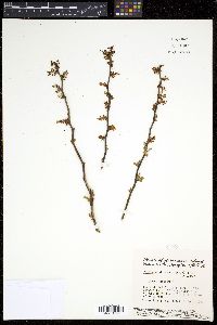 Vaccinium atrococcum image