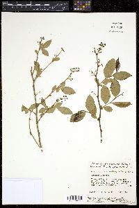 Vaccinium atrococcum image