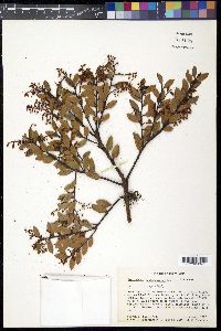 Vaccinium consanguineum image