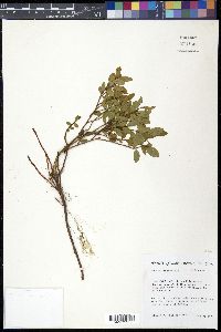 Vaccinium myrtillus image