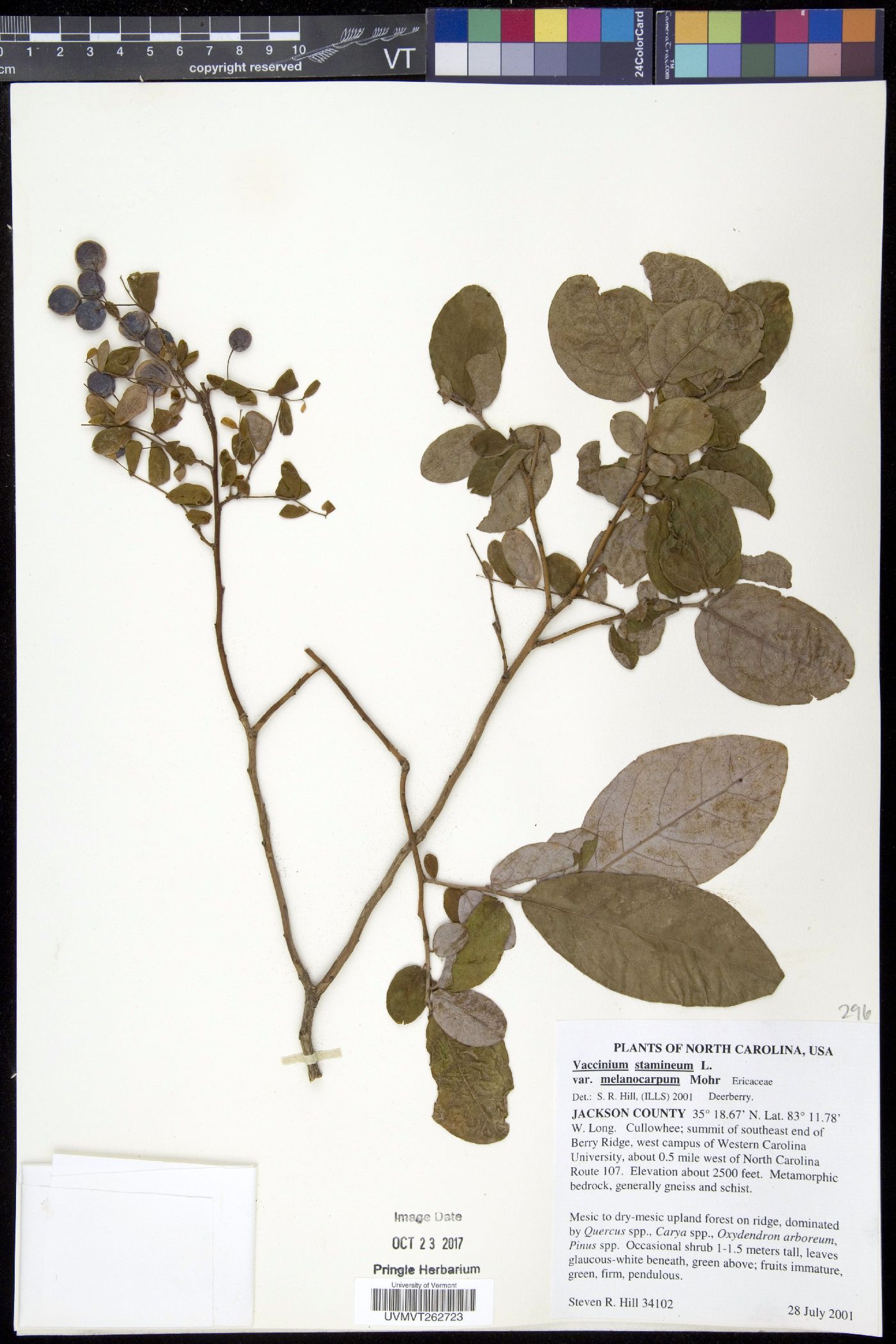 Vaccinium stamineum var. melanocarpum image