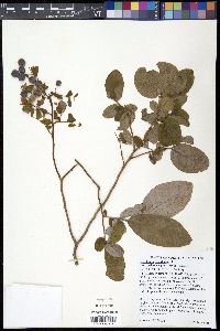 Vaccinium stamineum var. melanocarpum image