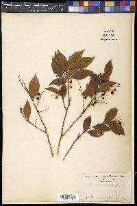 Vaccinium bracteatum image