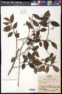 Vaccinium bracteatum image