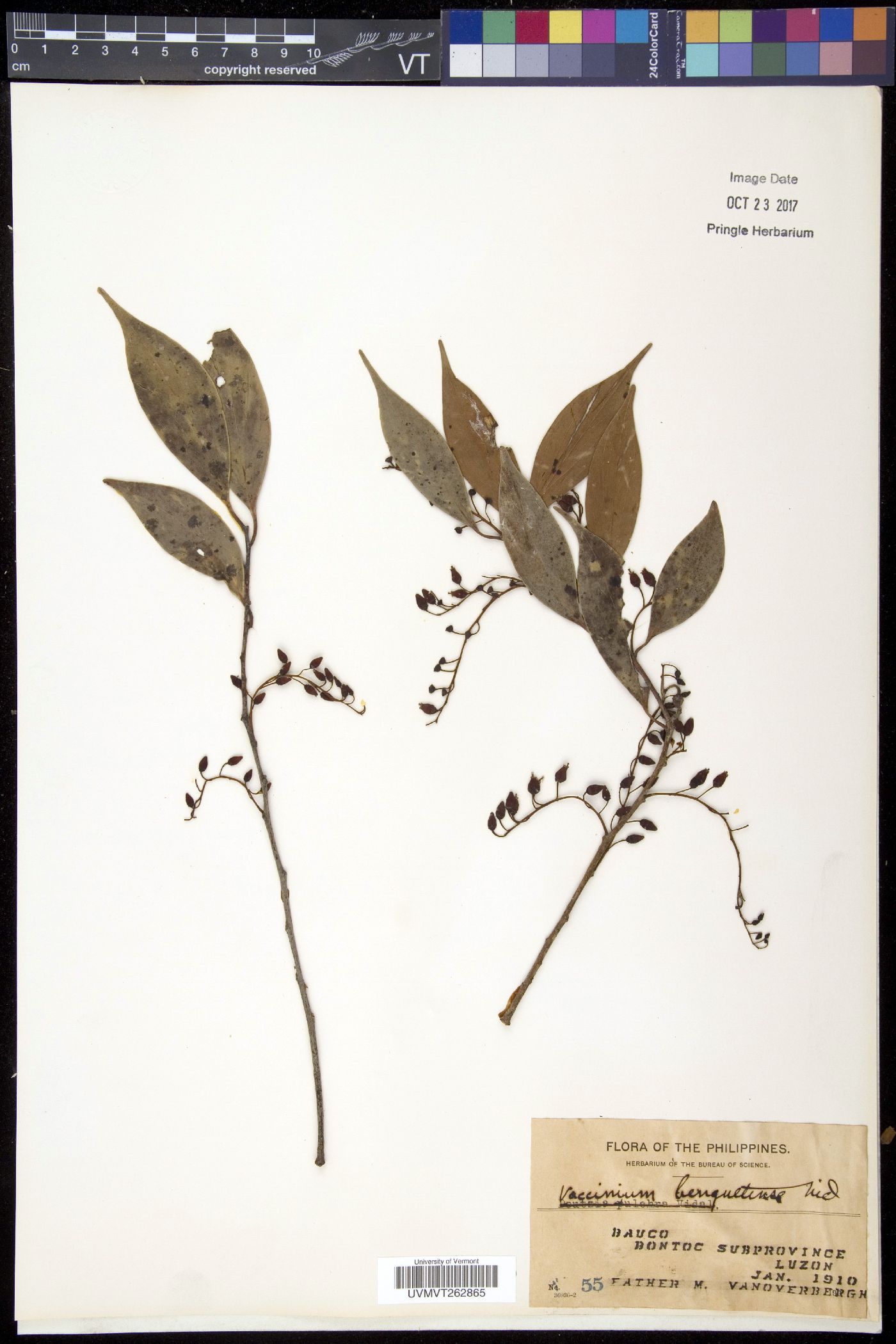 Vaccinium benguetense image