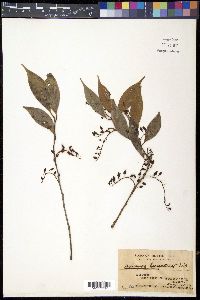 Vaccinium benguetense image