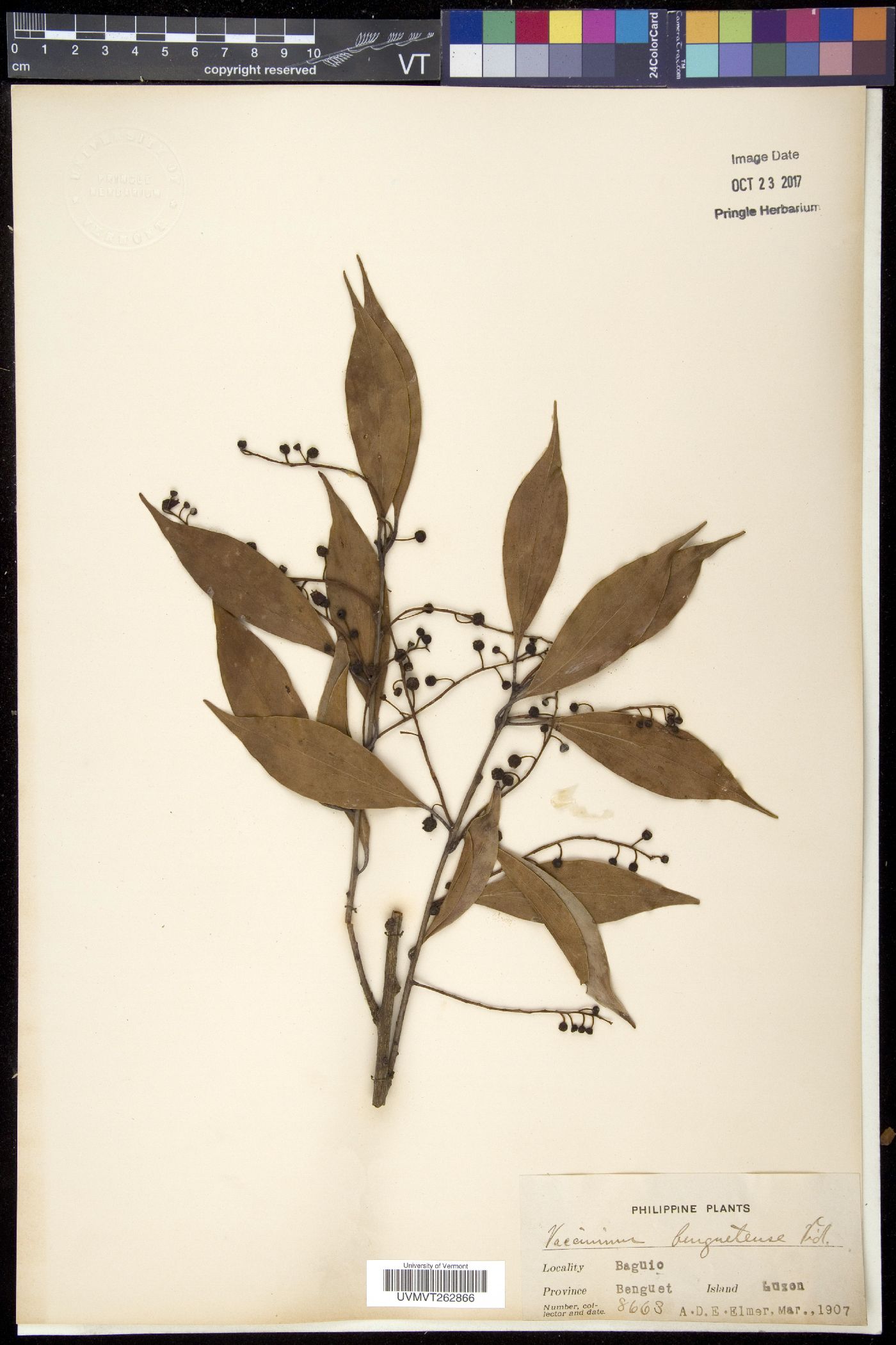 Vaccinium benguetense image