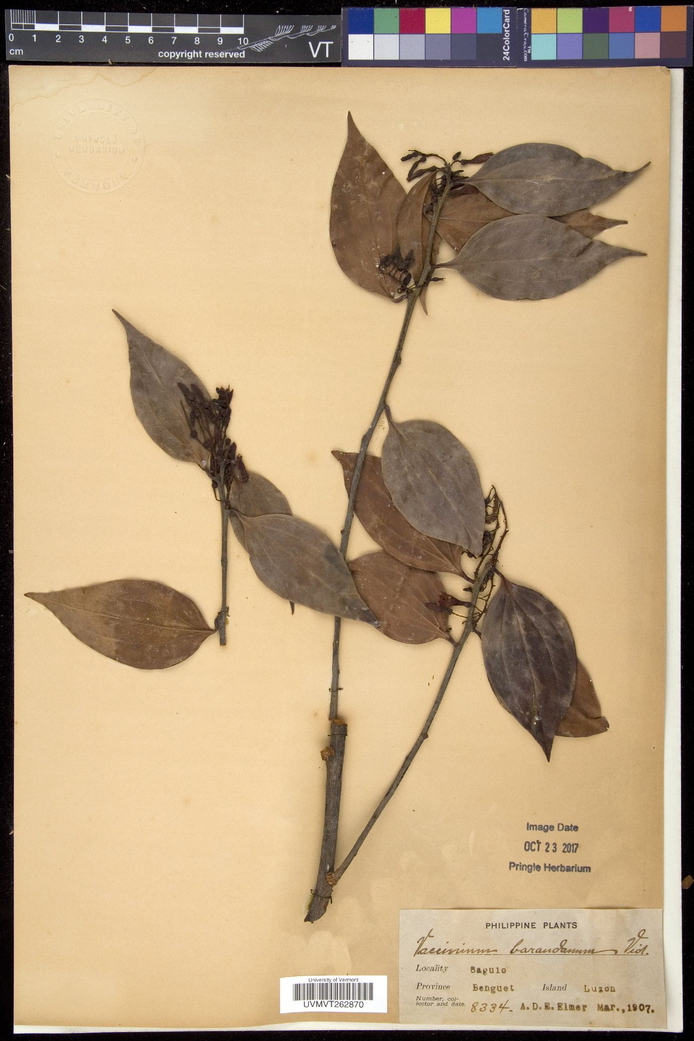 Vaccinium barandanum image
