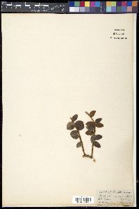 Vaccinium nummularia image