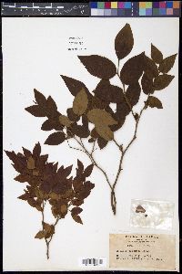 Vaccinium japonicum image