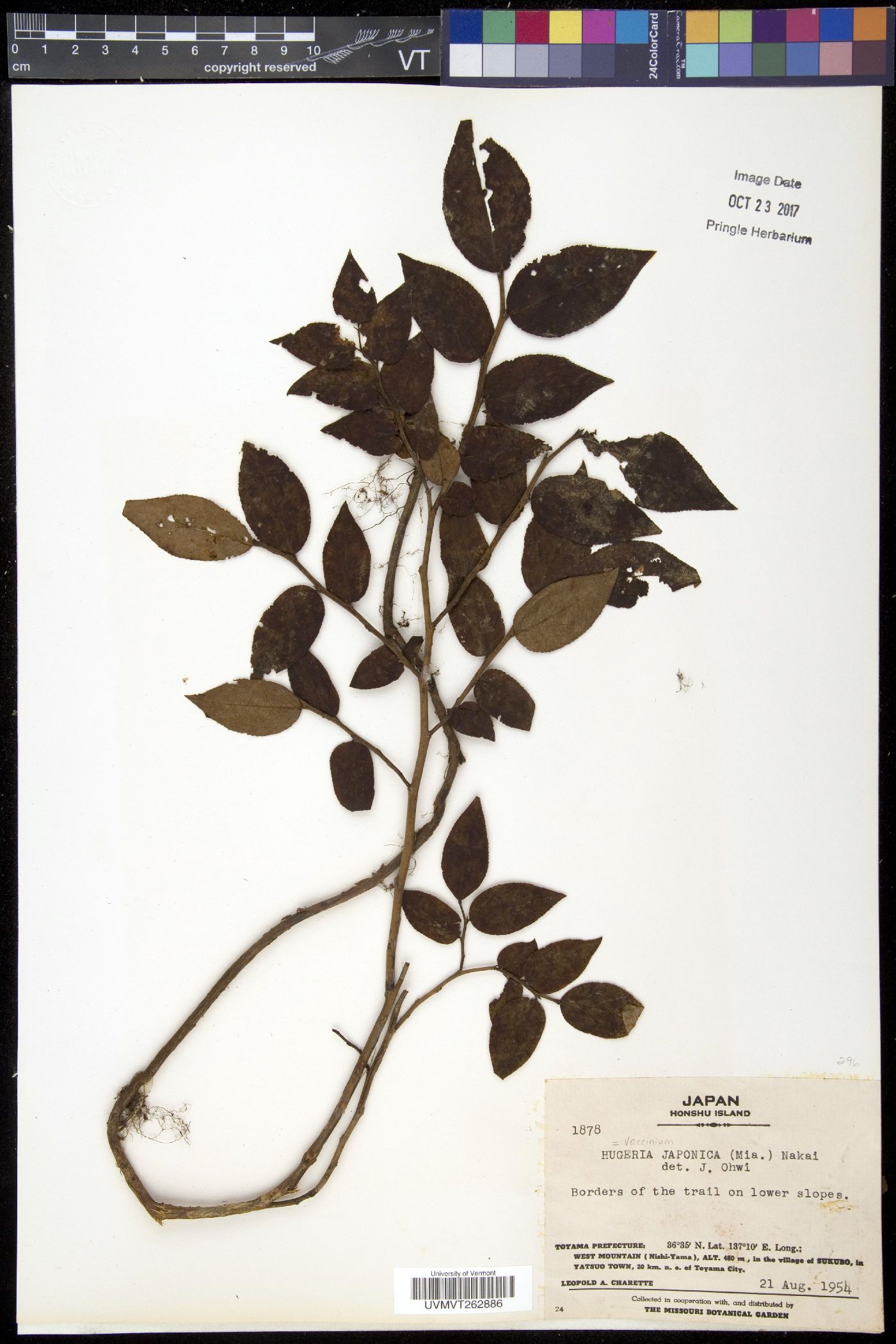 Vaccinium japonicum image