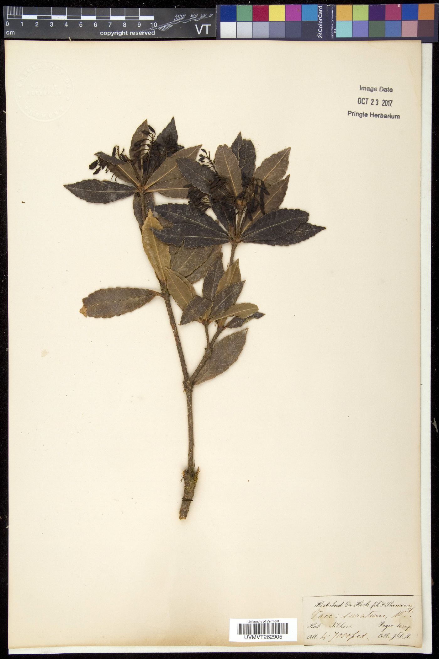 Vaccinium serratum image