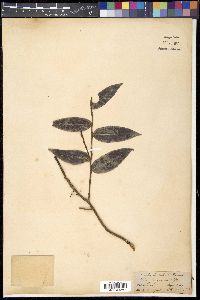 Media resource of Agapetes incurvata