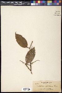 Vaccinium perrigidum image